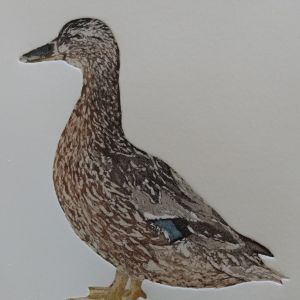 NIEUW Eend lijnets + aquatint  16x18  druk 4/8