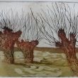 Knotwilgen  lijnets, suikerets + aquatint  15x20  druk 6/8